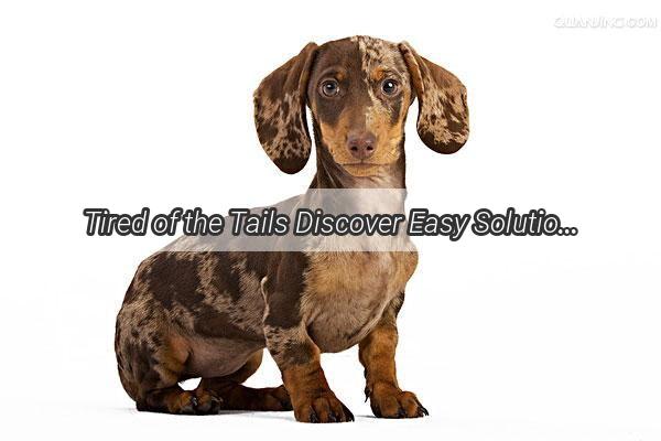 Tired of the Tails Discover Easy Solutions to the Hidden Challenges of Dog Ownership